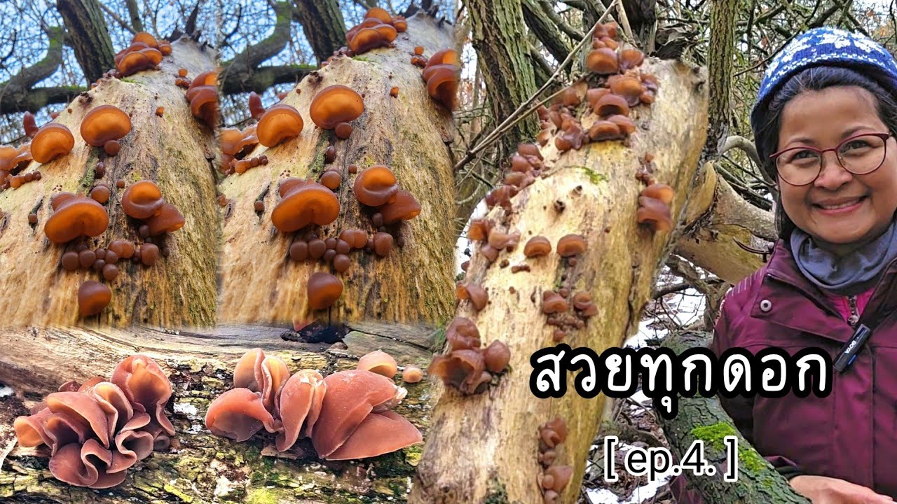 เก็บเห็ดหูหนู กลุ่มนี้มีแต่ดอกอวบๆสีสวยๆ เก็บเพลินอีกแล้วจ้า | คนไทยในต่างแดน - เก็บเห็ดต่างประเทศ