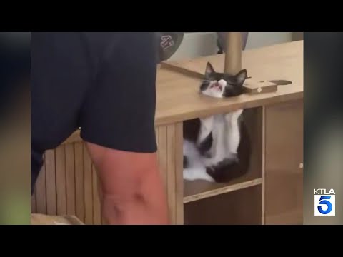 Kitten’s rescue by Ventura County firefighters goes viral