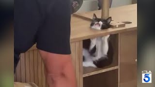 Kitten’s rescue by Ventura County firefighters goes viral