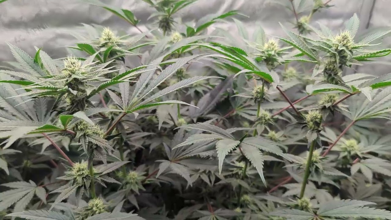 Gelato 33 & WEDDING CAKE Mid Flower