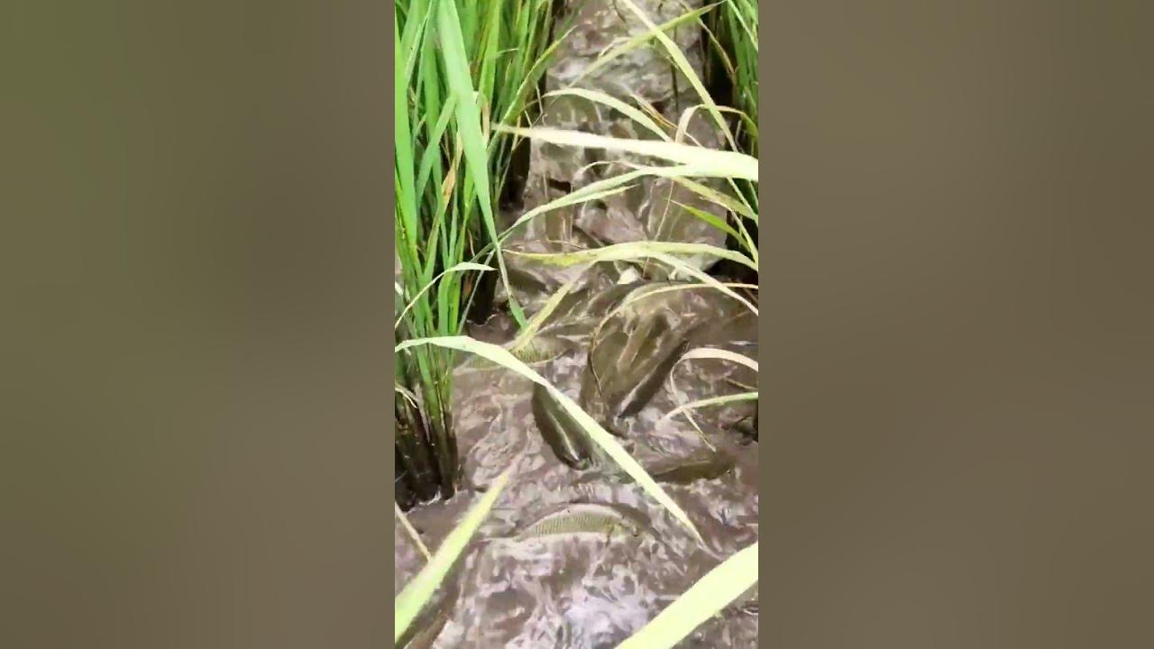 in-the-village-there-is-too-much-fish-in-paddy-farming-youtube-shorts