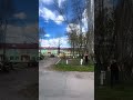 Ще мінус одна тополя!