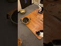 #shorts #pot #cat #recipe 猫鍋ティガくん