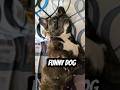 Lulu sleep mode on | Funny French bulldog dog