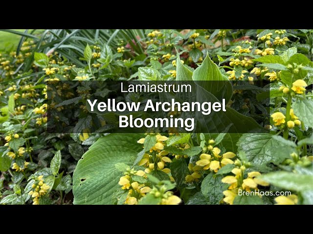Flowering Yellow Archangel - Lamiastrum in The Garden - YouTube