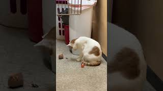 IMG 4389