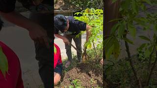 Panen raya, ubinya super2. #viral #ayahkejora #shorts