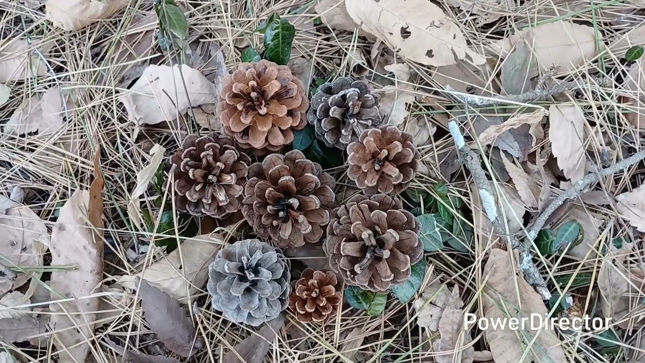 밀양 용두산 생태공원/  산성산ᆢ260104