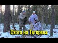 Охота на Тетерева. Грей облаял косача. Глухари на крыше прямо в посёлке. Отдыхаем у костра.