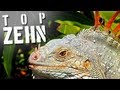 10 tierische Abwehrmechanismen