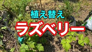 庭植えから鉢植えにしました。赤い実が成るのが楽しみです #家庭菜園 #ラズベリー #植え替え