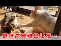 【豆鬥榮 EP18】 難怪這隻貓咪會被揍...