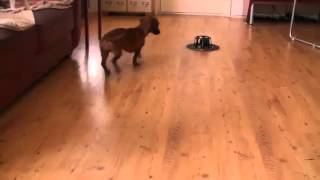 The dachshund and the robomop