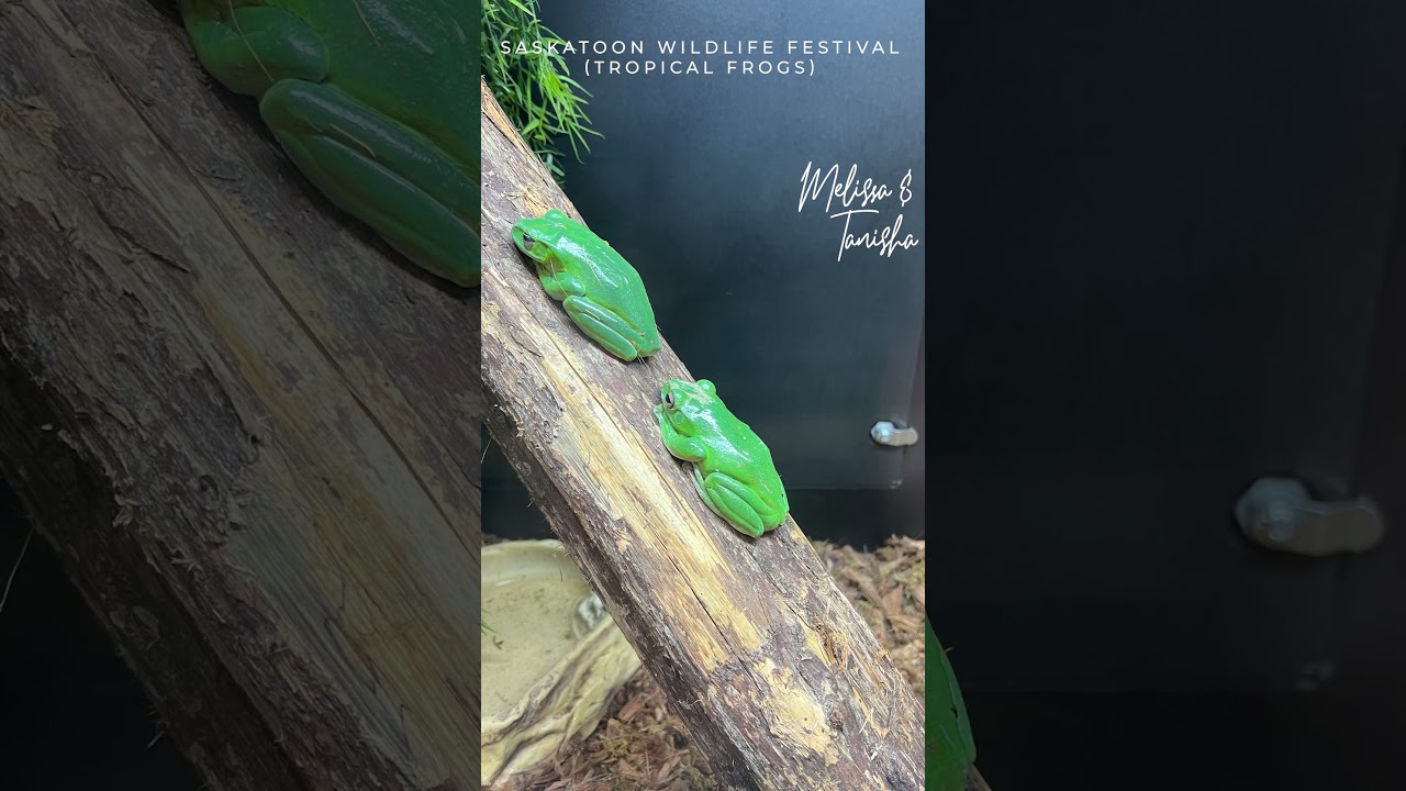 Are They Real? Kids Shocked That These Motionless Frogs Are Alive! 