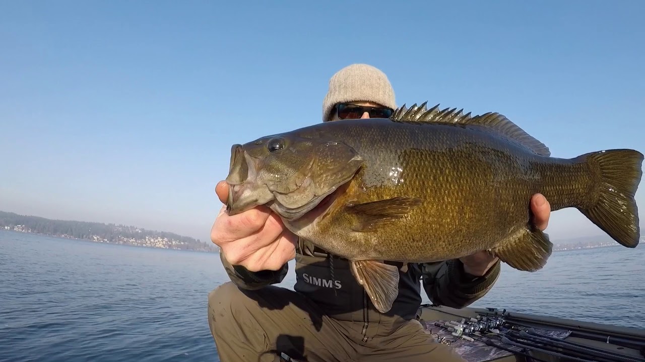 Fall Smallmouth Bass Fishing Lake Washington Seattle 2018 YouTube