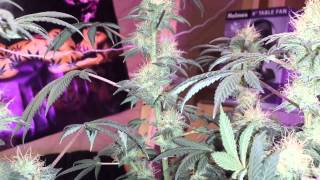 dank Lab tv S.1 Ep.7 1/2 solo gooberry