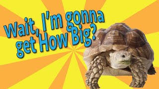Reptile Side Chat | Sulcata Tortoise Care and Pet Information