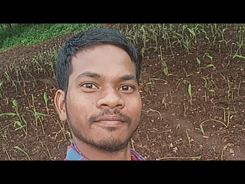 బురద పనస చెట్టు పైన ఉన్ననూ