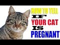 How To Tell If Your Cat Is Pregnant - Spotting the Signs of a Pregnant Cat - Pregnant Cat