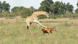 Lion Hunting Fail Brave Giraffe