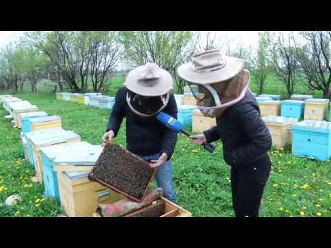 Video: Аарылар жөнүндө кантип билсе болот