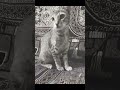 kya billiyan Sapna dekhti Hai? #trendingshorts #cat #virelshirts #funnycat #funnyanimal #kitten