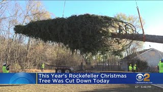 Rockefeller Center Christmas tree cut down upstate