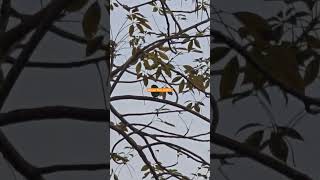 #nature #birds #trendingshorts #trendingvideo #greenbird #naturephotography #love #support #like