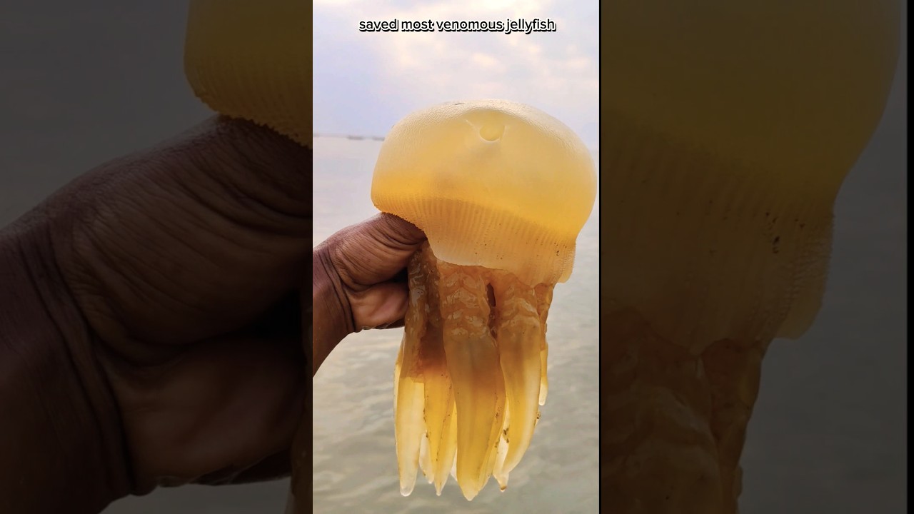 Saving most beautiful jellyfish returned to their sea||  