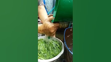Thumbnail of Oseng oseng daun petai cina. Atau daun lamtoro. Nikmaaat | Masakin Kuy