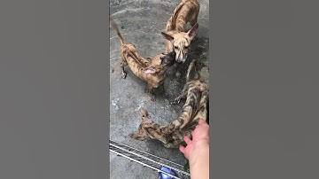 Chó Phú Quốc F1 có chuẩn không |Chó Phú Quốc Thuần Chủng #shorts