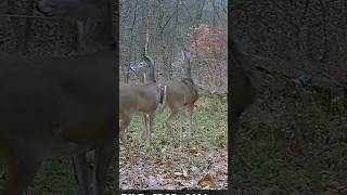 Doe shot with 45-70 (Slow Motion) caught on Trail Camera. #deer #deerseason #trailcam