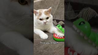 CAT PAWS: SPEED MODE ON! #shorts #cat #kitten #funny #fyp #ai