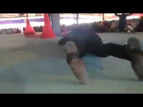 KINGS NEW 2019 ISA YESU Video Live Latest Worship Live In Livingstone