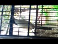Cendet Isian Sapi Dan Murai Mp3 - Mp4 Download