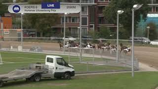 Vidéo de la course PMU HORTENSE UITVAARTZORG PRIJS