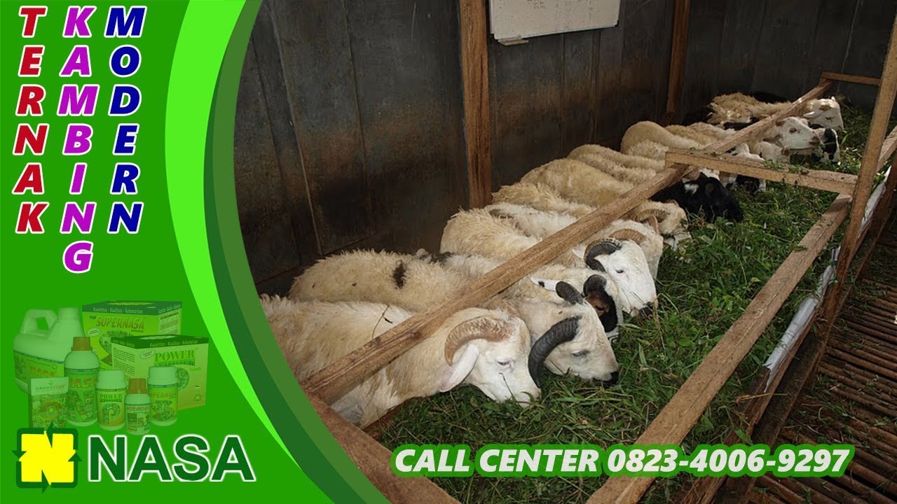 CARA BETERNAK KAMBING TANPA NGARIT TANPA ANGON 