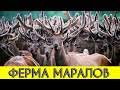 Экскурсии на Алтае. Мараловодческое хозяйство Байгабак в Чемале. Ферма Маралов.