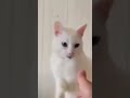 Кот Снежок поздоровался. Привет. Snowball the cat said hello.