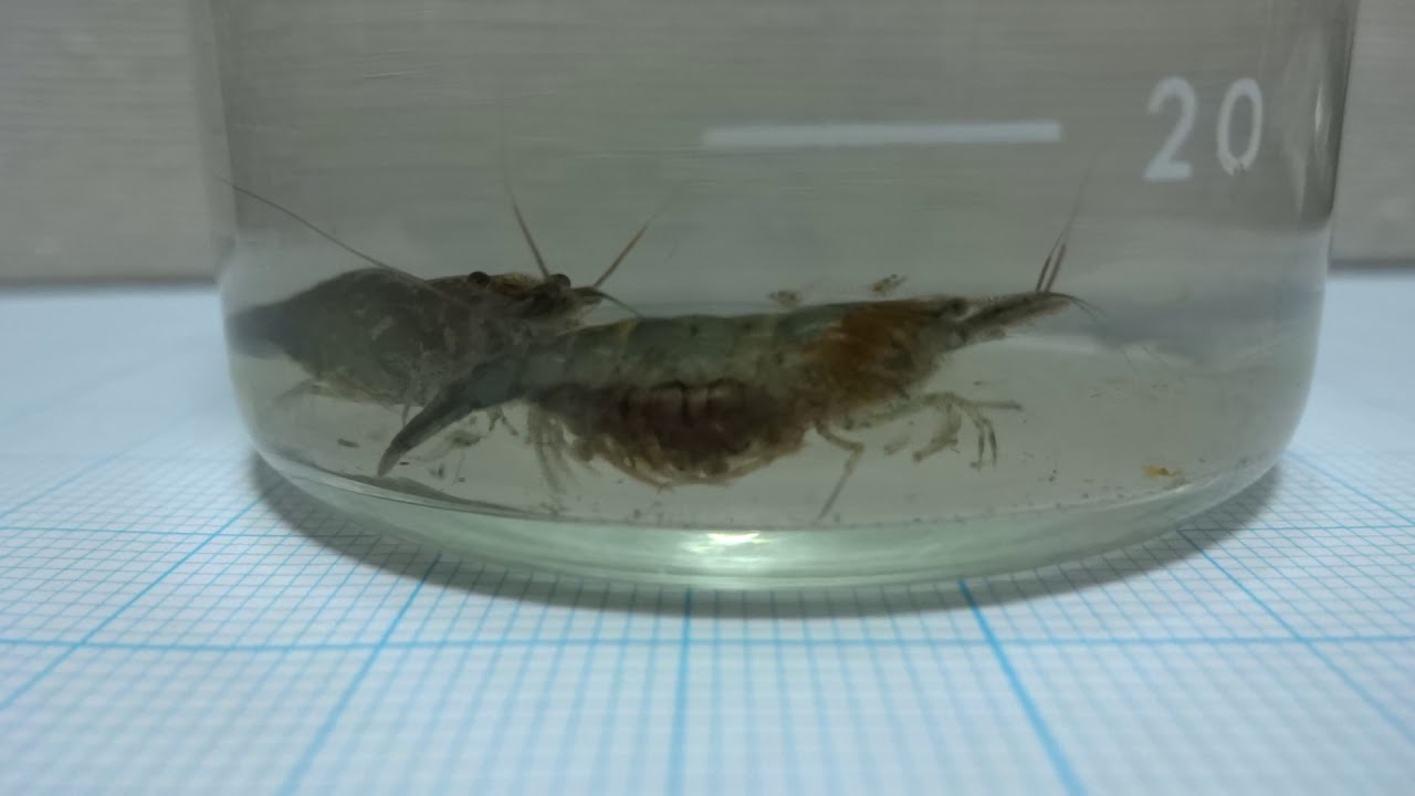 淡水のエビ 心の四季