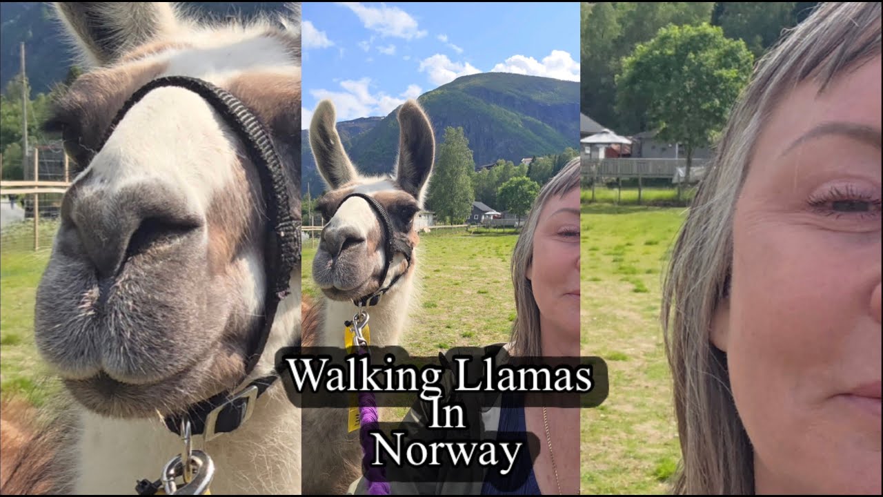 Walking Llamas in Skjolden Norway - An Unforgettable Fjord Adventure.