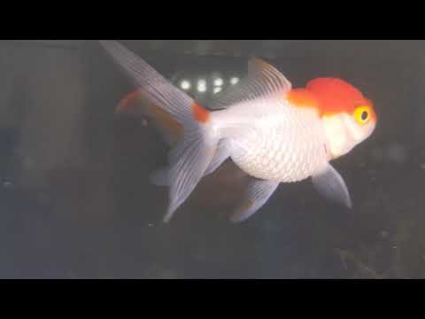 Goldfish dropsy disease