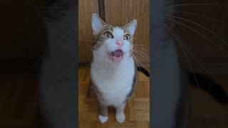 Funny meeows #cat #cute #funnycat #funny #fyp