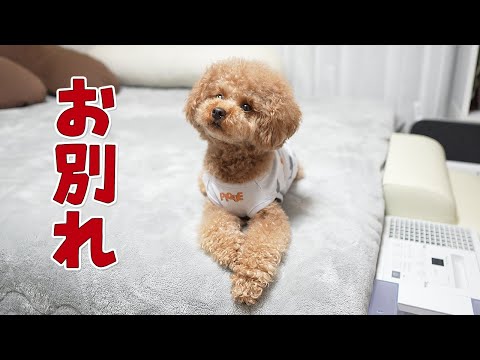 やんちゃな子犬がいなくなりました