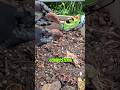 #aguacate #cascara #composta #compostable #compostaje #degradable #organicos #compost #humor #shorts