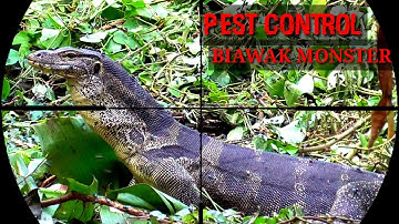 BERBURU BIAWAK //PEST CONTROL POPULASI HAMA BIAWAK YANG TERLALU BANYAK
