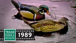 Stewards of The Future - From The Archives (1989)