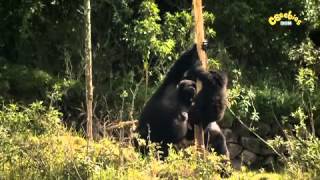 Andys Wild Adventures - Meet The Mountian Gorillas