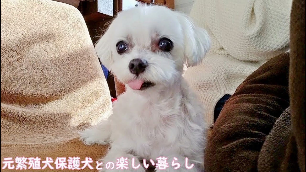 温かく過ごす寒い冬のお家時間🏠ホクホクあったかおやつ🥔🧀元繁殖犬保護犬マルチーズとアラカン主婦の日常
