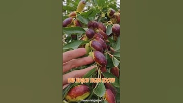 Táo tàu Tiger tooth vào vụ thu hoạch chính các bác ơi. Em này chuẩn giống cứ phải gọi là giòn, ngọt